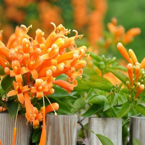 Flame Vine Plant Seeds, 100+ Climing Firecracker Vine Seeds Attracts Pollinators, Heirloom Pyrostegia Venusta Flower Seed for Garden Home Outdoor - Image 5
