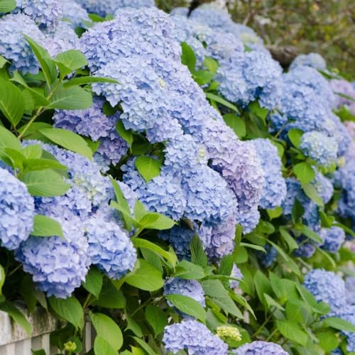 Bigleaf Blue Hydrangea Plant Live, Landscape Flower Shrub, 2.5 Inch Pot - Image 2