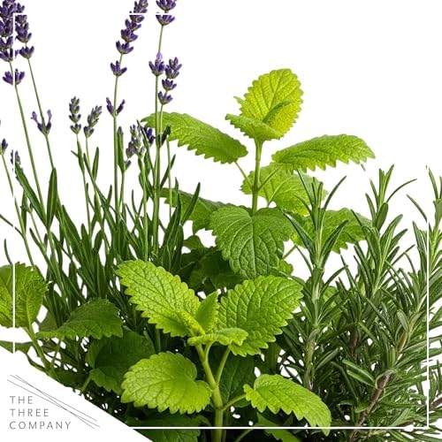 Herb Combo - Sleep Aid, Lavender, Rosemary & Lemon Balm, Aromatic Plant Collection in Deco Cover, 12" Tall by 6" Wide in 1.25 Qt Pot - Image 2