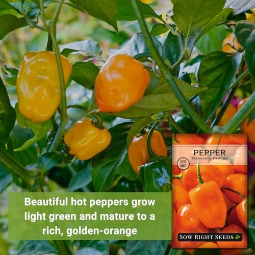 Sow Right Seeds - Habanero Orange Pepper Seed for Planting Chili Peppers - Image 3