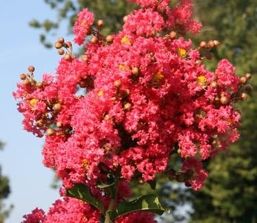 Tuscarora Crape Myrtle - Coral Pink Flowering Tree - Live Plant Shipped 1 Foot Tall by DAS Farms - Image 2