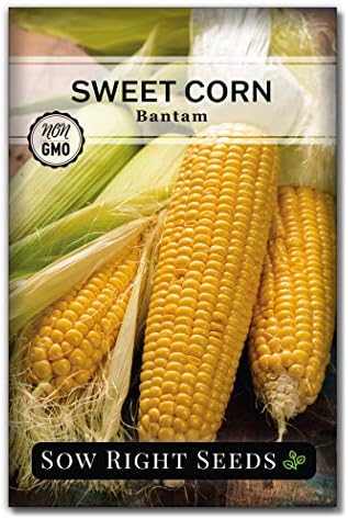Sow Right Seeds - Golden Bantam Sweet Corn Seed for Planting Outdoors by SowRightSeeds