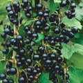 Black Currant Bush Live Plant, Berry Fruit Bush, 6-12 Inch Tall by HILROQG