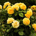 Climbing Rose Bush Live Plant, Ornamental Rose Plant, 5-10 Inch Tall by TANKDA