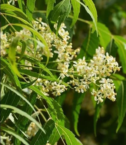 Live Neem Tree Plant 12 to 16 Tall, Tropical Green Neem Tree with White Blooms for Home Garden, Patio and Landscape, No in CA - Image 3
