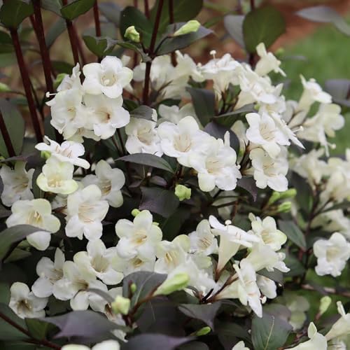 2 Gallon Proven Winners Wine & Spirits Weigela Shrub - Image 5