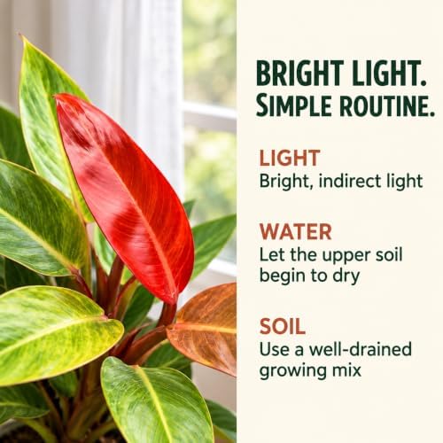 Philodendron Red Sun Live Plant 2" - Fully Rooted Indoor Houseplant Gift - Image 3