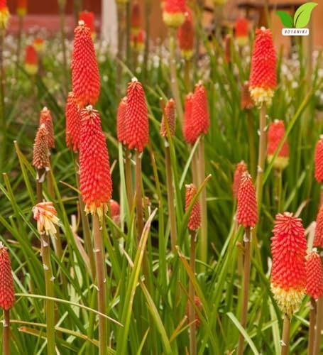 Votaniki Red Hot Poker Uvaria Top Size Bare Root Kniphofia Perennial with Red Orange Yellow Flower Spikes Summer Blooming Plant for Borders Pollinator Gardens and Cut Flowers (Pack of 12) - Image 4