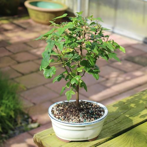 Brussel's Bonsai - Small Maple Live Bonsai Tree, Potted Outdoor Plant - Image 3