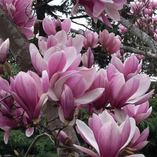 Jane Magnolia Flower Tree Live Plant, Spring Bloom Tree, 2.5'' Pot - Image 5