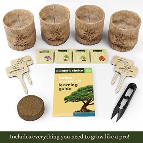 Bonsai Tree Kit for Beginners & Plant Lovers - Grow Your Own Bonsai - Image 2