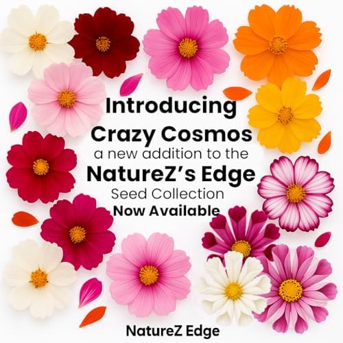 NatureZ Edge, Crazy Cosmos Seeds for 2026, 17,100 Cosmos Seed, 1/4 lb, Made In USA, Annual Cut Flowers, Wildflower Seeds Bulk for Planting Flowers, Wild Flowers Seed Throw and Grow, semillas de flores - Image 2