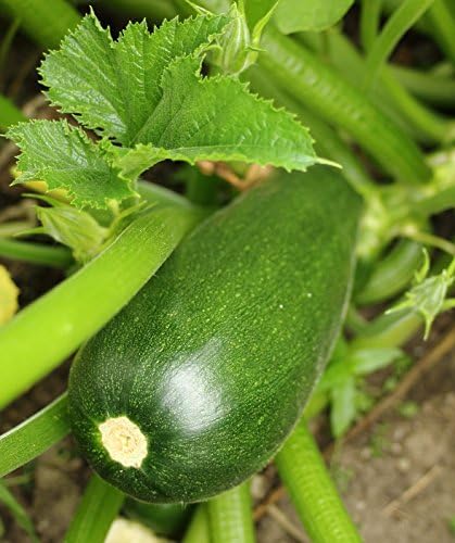 30+ Seeds Zucchini Green Machine for Garden - Vegetable Green - Image 5