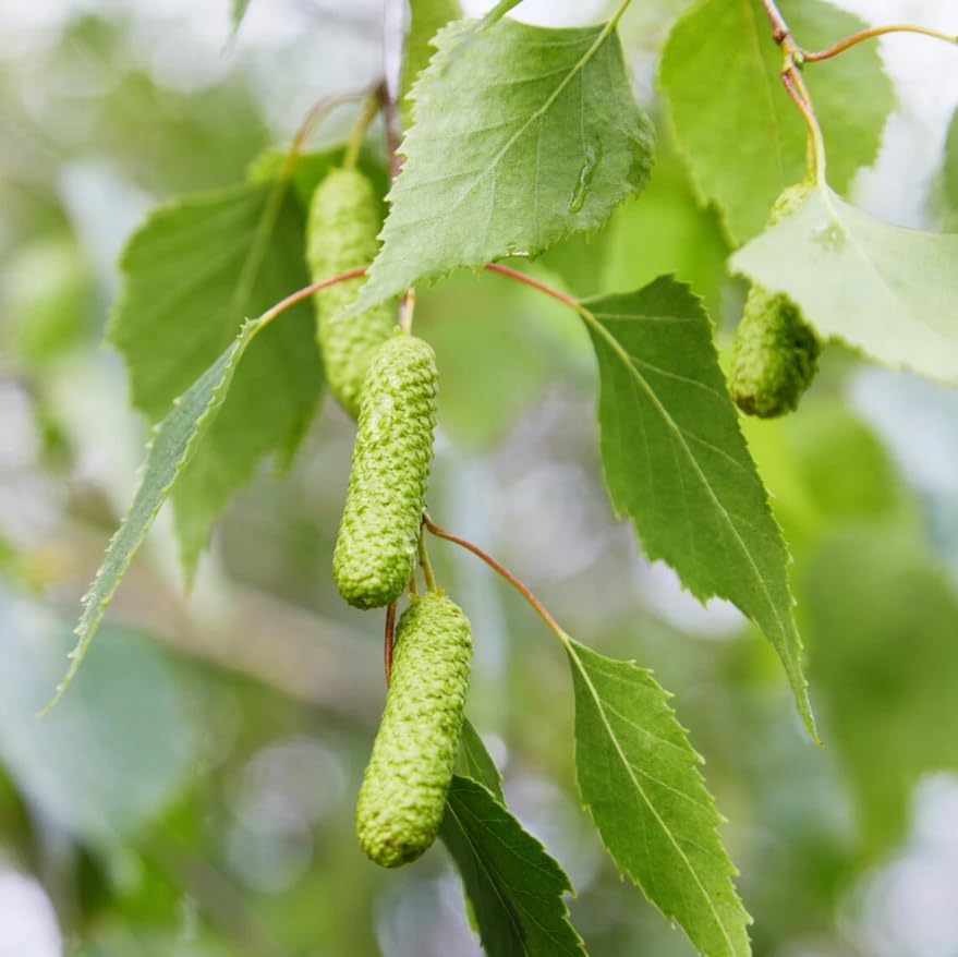 River Birch Tree Live Plant Multi-Stem Clump Qt Pot, Water Birch Plant, Fast Growing Ornamental Shade Tree, White Bark Landscape Tree - Image 3