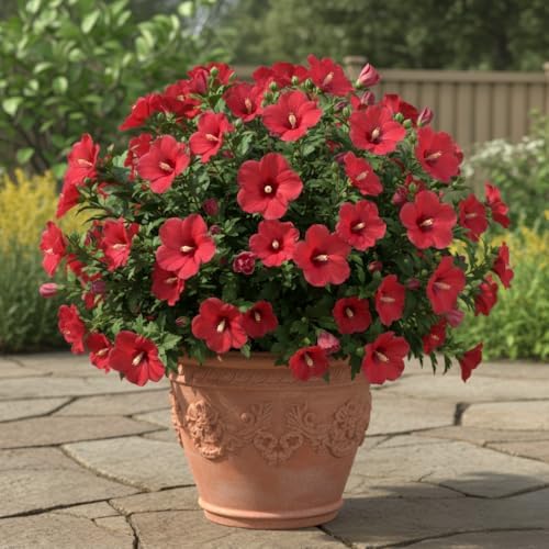 Red Live Rose of Sharon Plant, Hardy Garden Shrub, 6-12 Inch Tall - Image 3