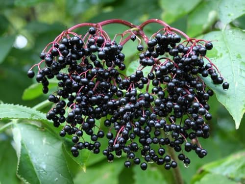 2 Black Elderberry Trees Live Plants, Berry Fruit Bush, 6-12 Inch Tall - Image 6