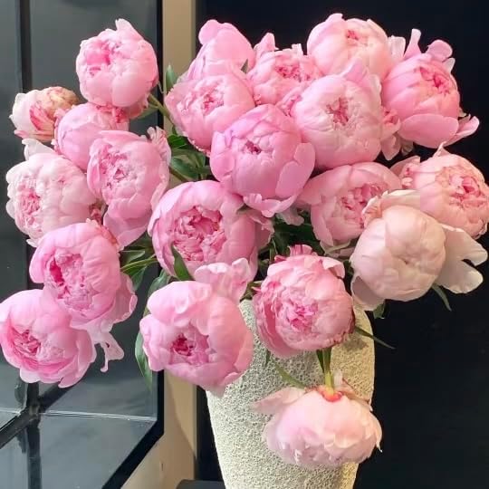100pcs Peony Lactiflora Seeds for Cut Flower Farming - Long Stem Variety, Commercial-Grade Blooms, High Yield Perennial for Florist Supply - Image 4