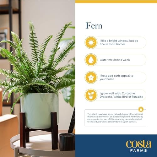 Costa Farms Boston Fern, Live Indoor Plant, Easy Care, Home Decor - Image 6