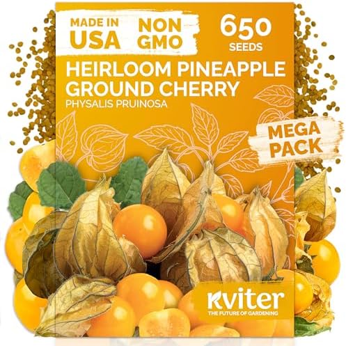 650 Aunt Molly Ground Cherry Heirloom Vegetable Seeds, Physalis Pruinosa by KVITER