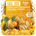 650 Aunt Molly Ground Cherry Heirloom Vegetable Seeds, Physalis Pruinosa by KVITER