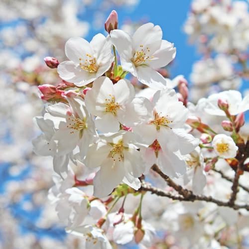 White Cherry Blossom Tree, 8-12" Tall Cherry Blossom Live in Pot by UIOTER