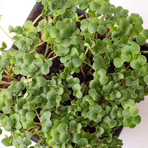 Mountain Valley Seed Co Broccoli Microgreens Seeds 4 Oz ~4000 Seeds Non-GMO - Image 4