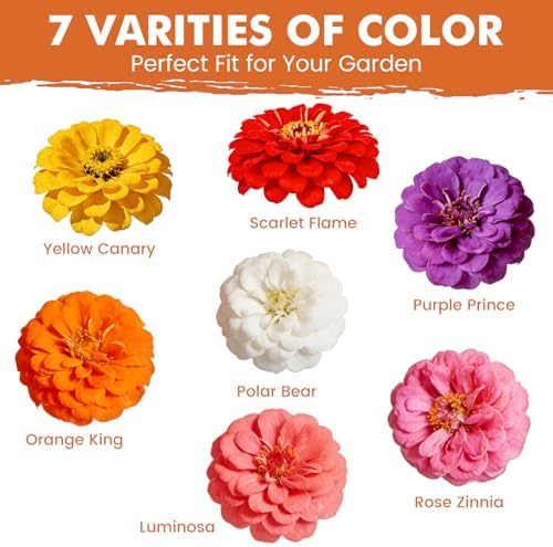 Zinnia Seeds for 2026 Planting, 5000+ Flowers Seeds, 7 Colors Mix - Image 3