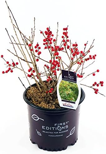 First Editions - Ilex verticillata Wildfire (Winterberry) Shrub, bright red fruit, #3 - Size Container - Image 5