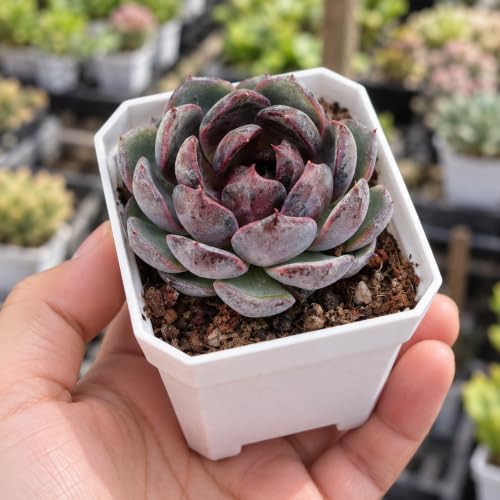 Echeveria 'Blueberry' Live Succulent Plant, 2 Inch Single Head - Image 6