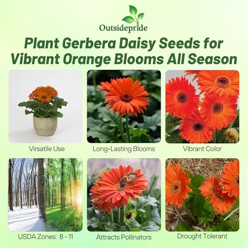Outsidepride Pastel Orange Gerbera Seeds - 10 Pcs Perennial, Compact & Low Maintenance, Flower Seeds for Planting w/Vibrant Orange Blooms, Ideal for Garden Landscaping & Cut Flower Arrangements - Image 2