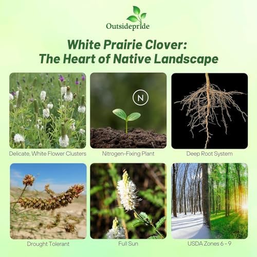 Outsidepride White Prairie Clover Seeds - 5 lb. Perennial Seeds for Planting, Easy to Grow, Drought & Heat Tolerant, High Protein Forage for Livestock, Ideal for Meadow Gardens, & Xeriscaping - Image 4