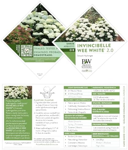 Proven Winners Invincibelle Wee White 2.0 Smooth Hydrangea (arborescens) Live Plant, 4.5" Qt, 4 Pack - Image 7