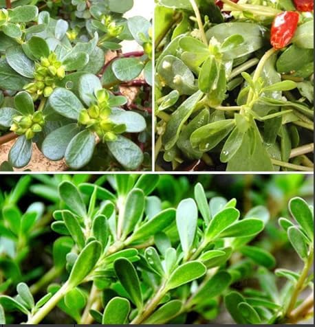 Purslane Seeds, 3000pcs, Heat Tolerant Edible Herb, Low Maintenance, Ideal for Raised Beds, Containers and Urban Gardening by BuggyBeds