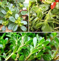 Purslane Seeds, 3000pcs, Heat Tolerant Edible Herb, Low Maintenance, Ideal for Raised Beds, Containers and Urban Gardening by BuggyBeds