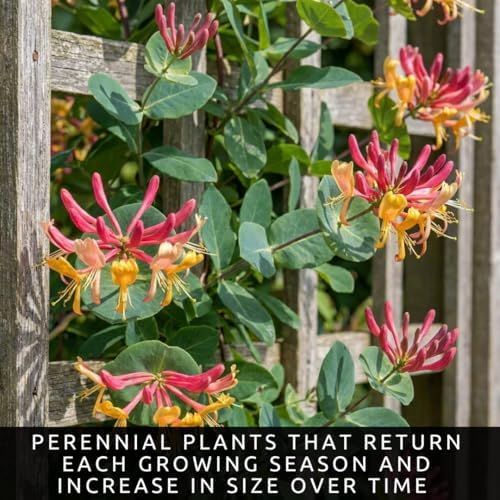 Goldflame Honeysuckle Live Bare Root Plants | Fast Growing Fragrant Flowering Vine Saplings | Pollinator-Friendly Climbing Plants | Dormant Nursery Stock | Ready to Plant (3 Plants) - Image 4