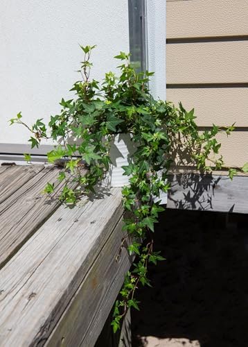 American Plant Exchange English Ivy – Live 6-Inch 2-Pack, Fast-Growing Air-Purifying Vine, Easy-Care Indoor & Outdoor Houseplant for Hanging Baskets, Walls & Home or Office Décor - Image 3