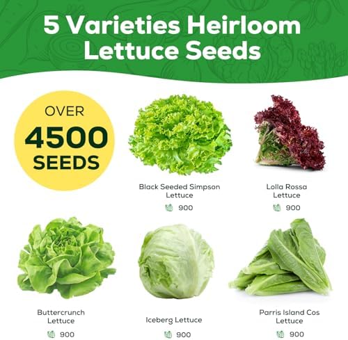 Heirloom Lettuce Seeds - 5 Varieties Lettuce Seeds for Planting - Black Seeded Simpson, Iceberg, Buttercrunch, Parris Island Cos & Lolla Rossa Lettuce - Home Garden & Hydroponic Seeds - Image 2