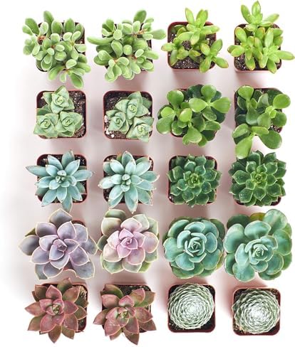 Shop Succulents Assorted Succulent Plant Pack Bulk Collection - Live Mini Succulent Plants, Low Maintenance, Mixture of Colors & Textures - Wedding and Party Favors, Gift & Garden, Pack of 20 - Image 3