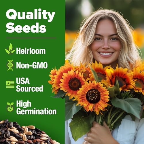 HOME GROWN Autumn Beauty Sunflower Seeds, 40 Seeds, Helianthus annuus - Image 2