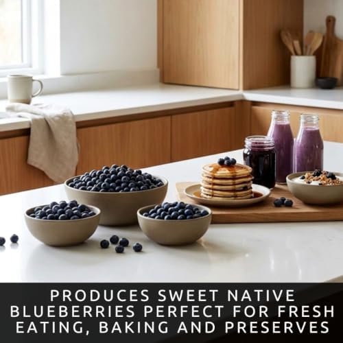 Lowbush Blueberry Seeds for Planting | Native Berry Shrub | 100 Seeds - Image 3