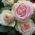 Heirloom Climbing Roses, Live Own Root Plant, Eden Climber by HeirloomRoses