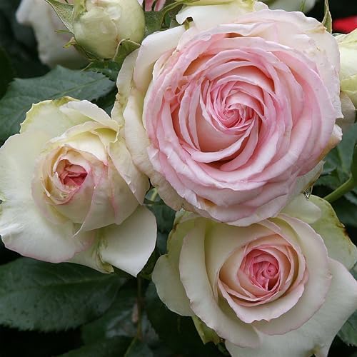 Heirloom Climbing Roses, Live Own Root Plant, Eden Climber by HeirloomRoses