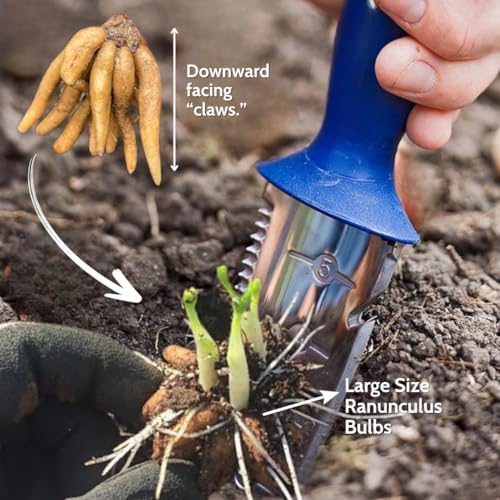 25 White Ranunculus Bulbs for Planting, Peony Perennial Flower - Image 3