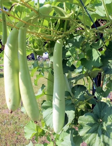 Cucuzza Squash Seeds - 20+ Count - for 2026 Planting Lagenaria siceraria Cucuzzi Snake Gourd Italian Tromboncino Long Bottle Calabash Dudhi Lauki Vegetable Grow Your Own Home Farm - Image 4