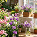 CarpetC 300+ Verbena Seeds for Planting, Perennial Long Blooms, Drought Tolerant Ground Cover Verbena hybrida Trailing, Non-GMO Heirloom for Borders, Containers and Hanging Baskets by GardenGlorySeed