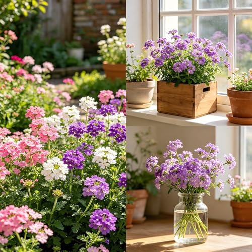 CarpetC 300+ Verbena Seeds for Planting, Perennial Long Blooms, Drought Tolerant Ground Cover Verbena hybrida Trailing, Non-GMO Heirloom for Borders, Containers and Hanging Baskets by GardenGlorySeed