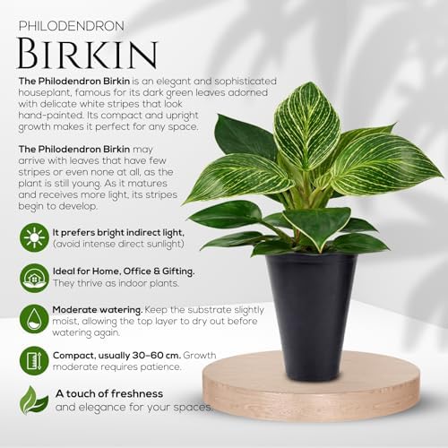 Philodendron Collection (4 Pack) - Birkin, White Princess, Pink Princess, Gloriosum-Rare Variegated Indoor Houseplants, Tropical Plants Live, Live Plants - Image 4