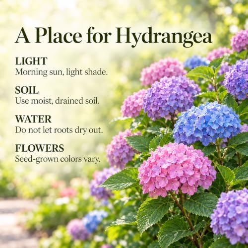 ZEshops 30 Hydrangea Seeds for Planting, Mixed Colors, Garden Shrubs - Image 5
