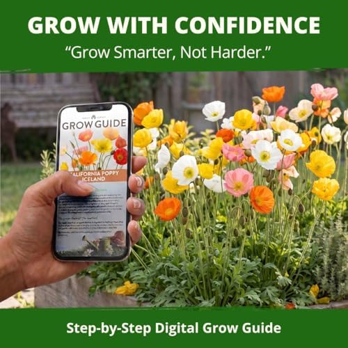 HOME GROWN Iceland Poppy Seeds, 7,000 Seeds, Papaver nudicaule - Image 7