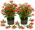 Set 2 Hamelia Firebush Live Plants, Red Orange Flowering Shrubs, 4-6" Tall by Unknown